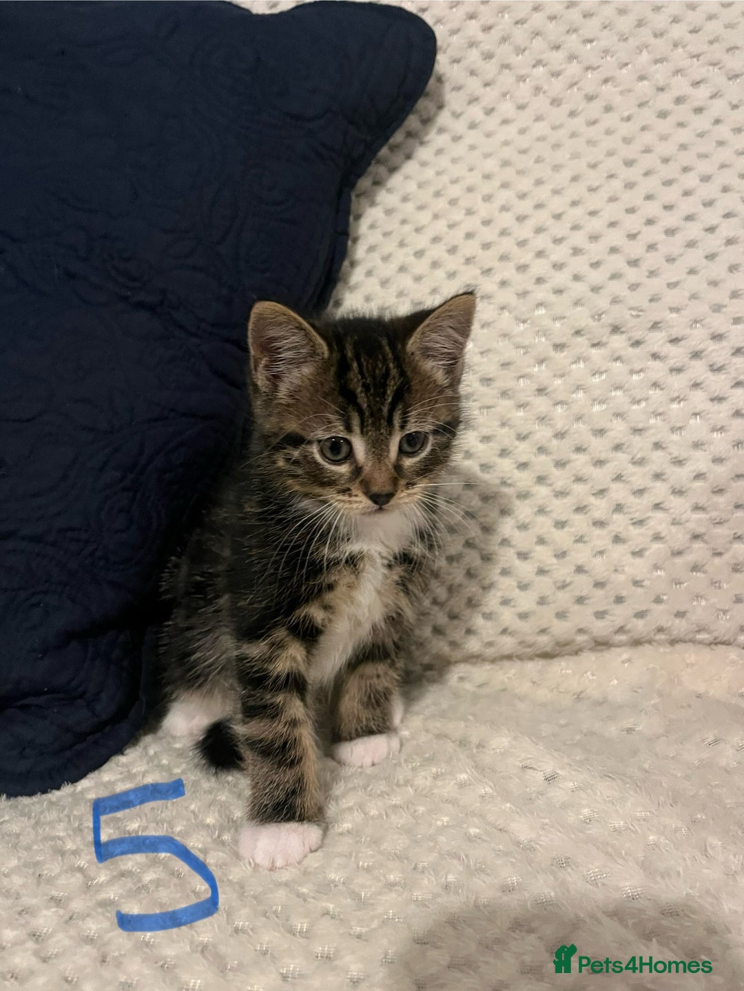Mixed Breed cats for sale: 5 Beautiful kittens looking for homes - Image 9