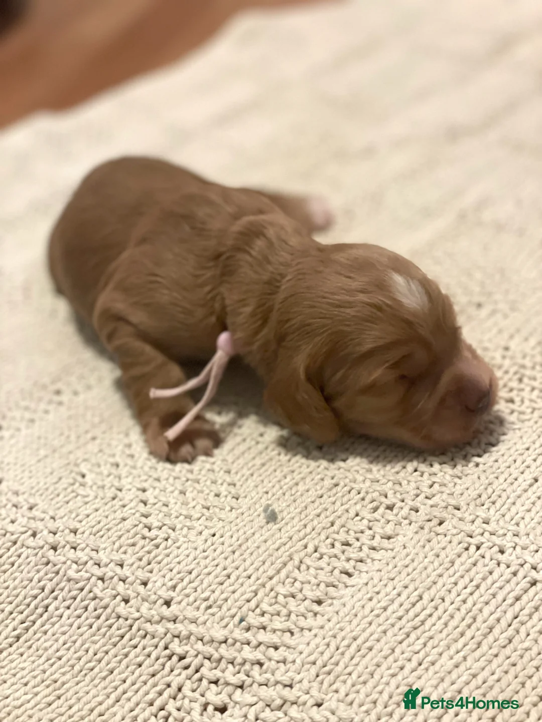 Cocker Spaniel dogs for sale: KC Working Cocker Spaniel Puppies  - Advert 8