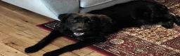 Golden Shepherd dogs for sale: Golden Shepherd Girl For New Home in Cheltenham - Advert 3