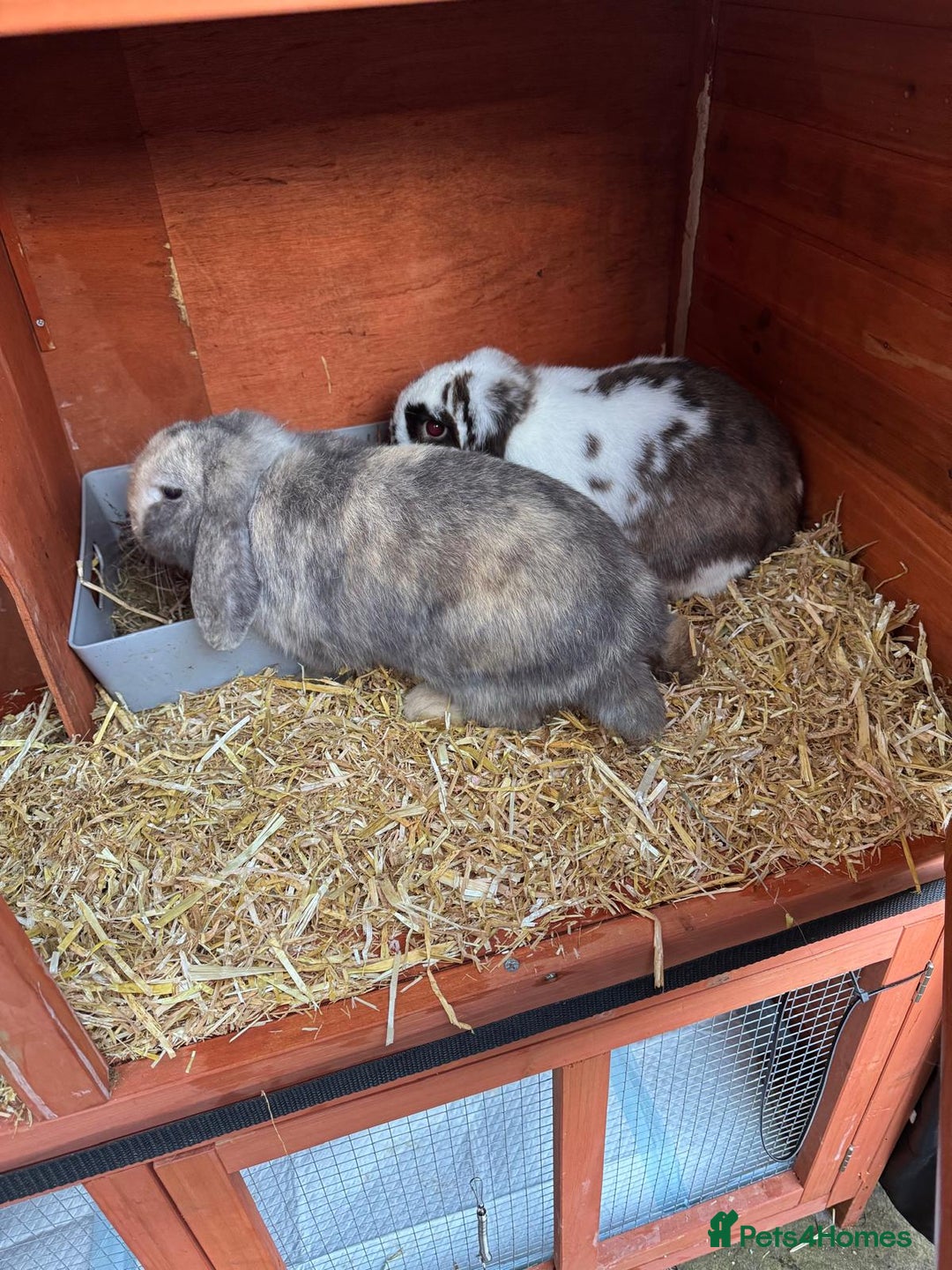 Mini Lop rabbits for sale: Male Mini Lops - Advert 12