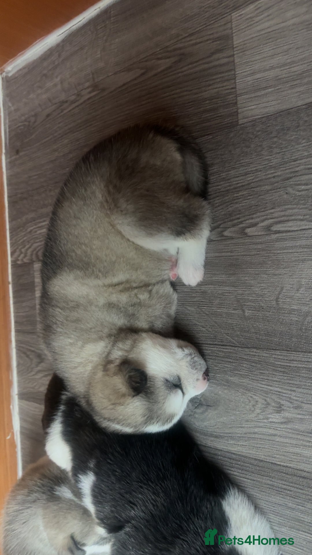 Siberian Husky dogs for sale: Husky Puppies – Ready 22/12/25 🐾  - Advert 4