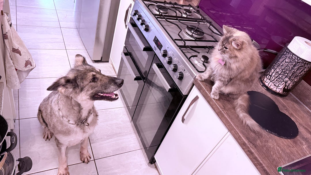 German Shepherd dogs for sale: Retirement home wanted for this lovely Gsd  - Advert 12