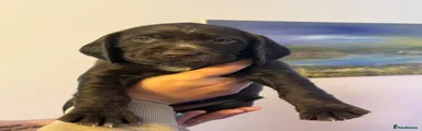 Brown collar