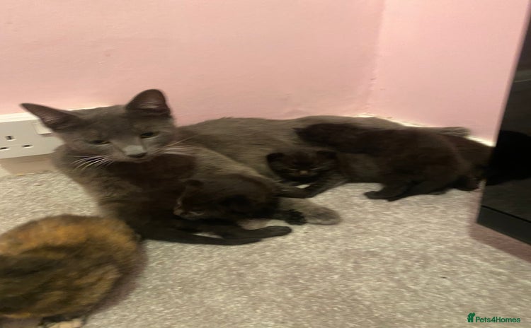 Mixed Breed cats - Advert 1