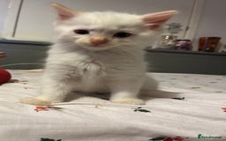 Ragdoll cats for sale: 3 ragdoll boys - Image 10