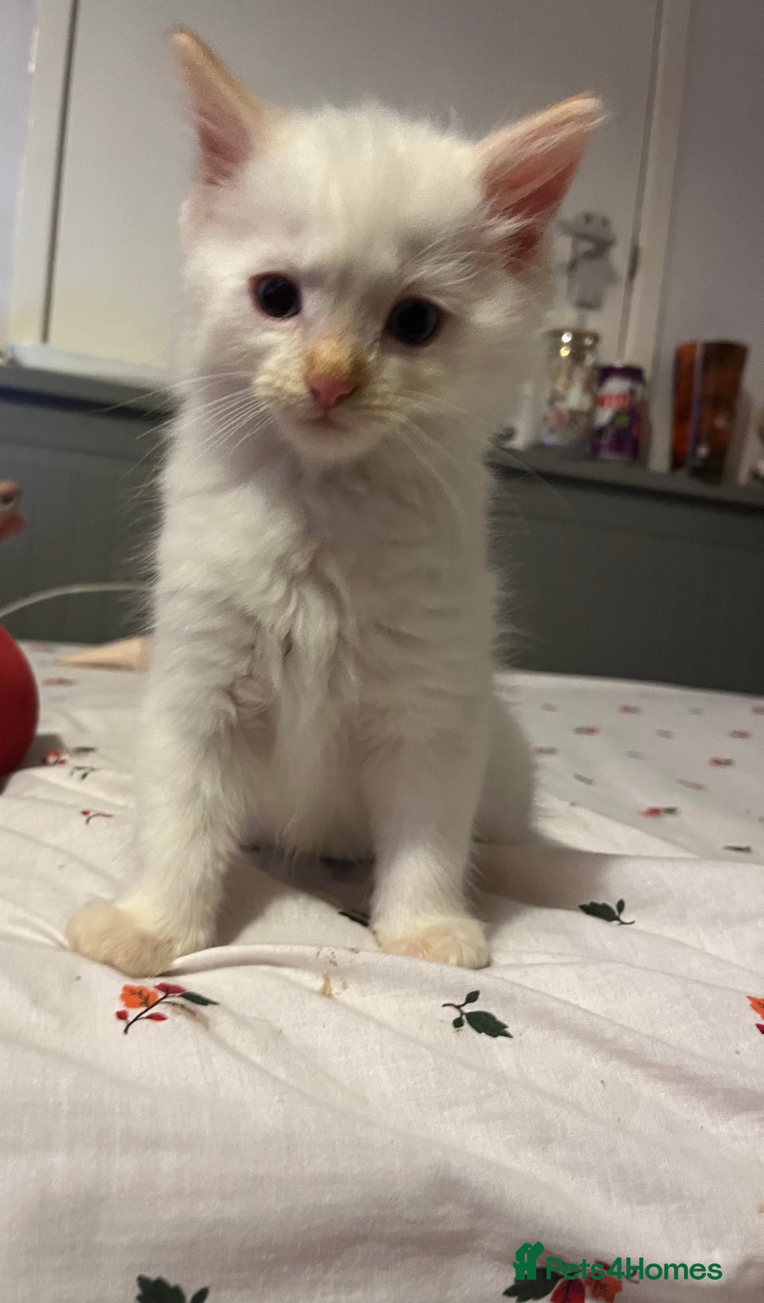 Ragdoll cats for sale: 3 ragdoll boys - Image 10