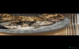 Bengal cats for sale: Male bengal - last kitten left - Image 7