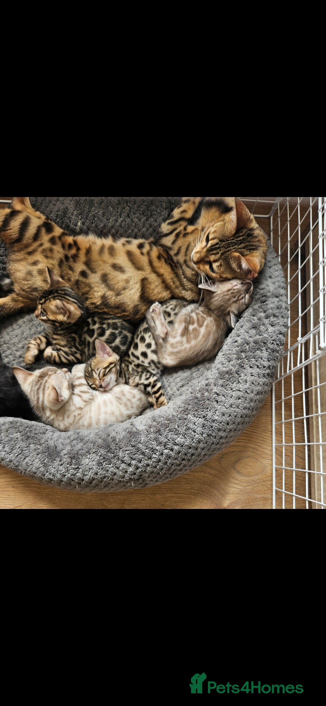 Bengal cats for sale: Male bengal - last kitten left - Image 7