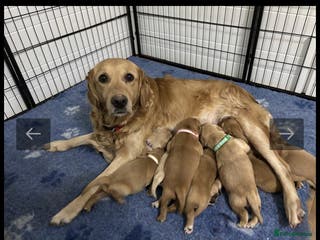 Golden Retriever dogs KC DNA tested gorgeous golden retriever puppies - Advert 4