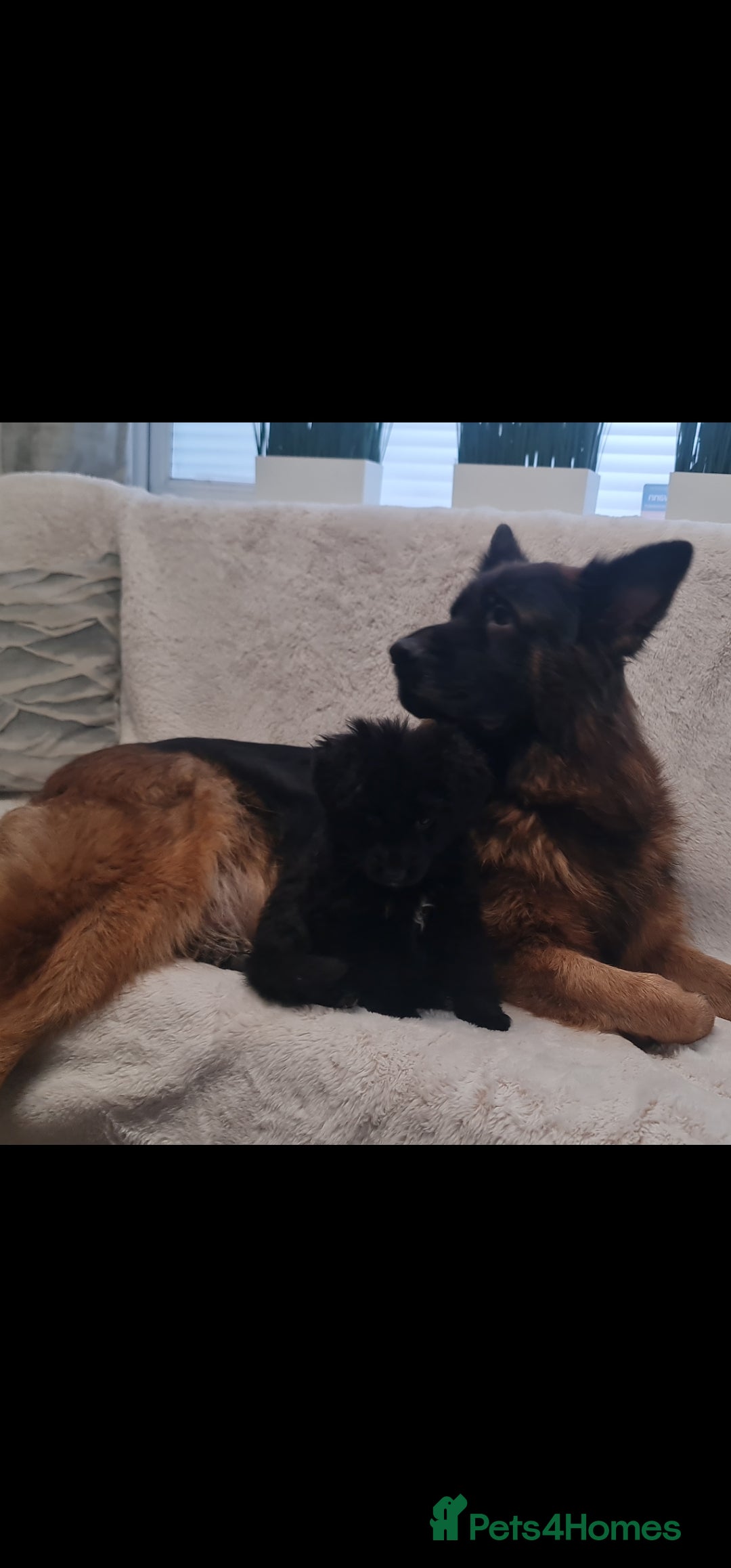 German Shepherd dogs for sale: KC, Top Quality Long Hair GSD Puppies  - Advert 10