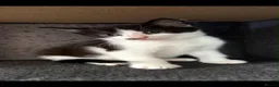 Mixed Breed cats for sale: Kittens for forever homes - READ AD FIRST  - Advert 3