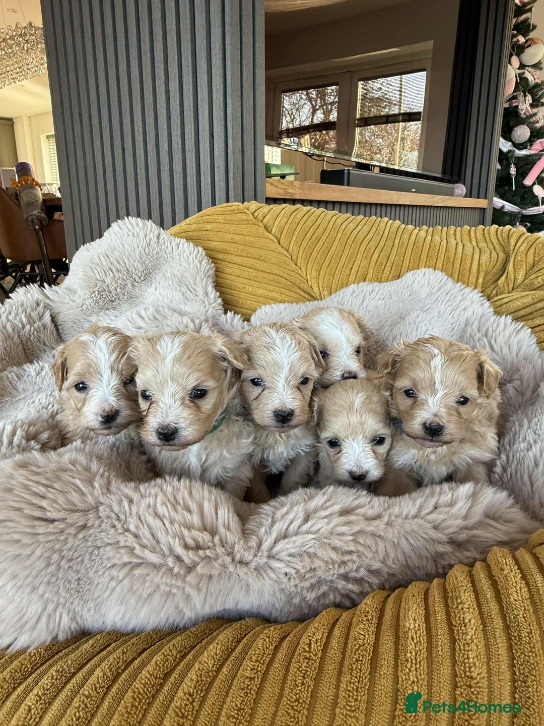 Maltipoo dogs for sale: 6 Gorgeous F1 Maltipoos for sale - Advert 1