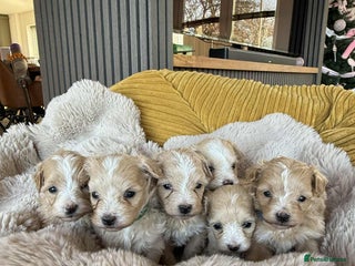 Maltipoo dogs 6 Gorgeous F1 Maltipoos for sale - Advert 2