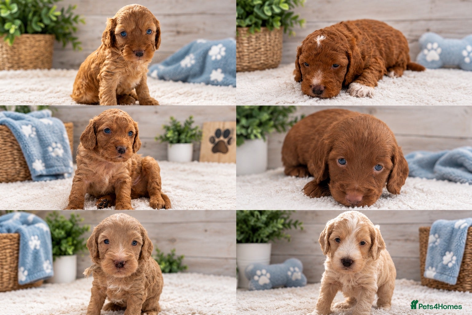 Cockapoo dogs Show quality litter of F2 cockerpoos 🌈 - Advert 8