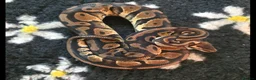 Python Snake reptiles for sale: Different royal pythons mostly proven or rtb  - Advert 8