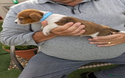 Jack Russell dogs for sale: Jack Russel puppies  - Image 9
