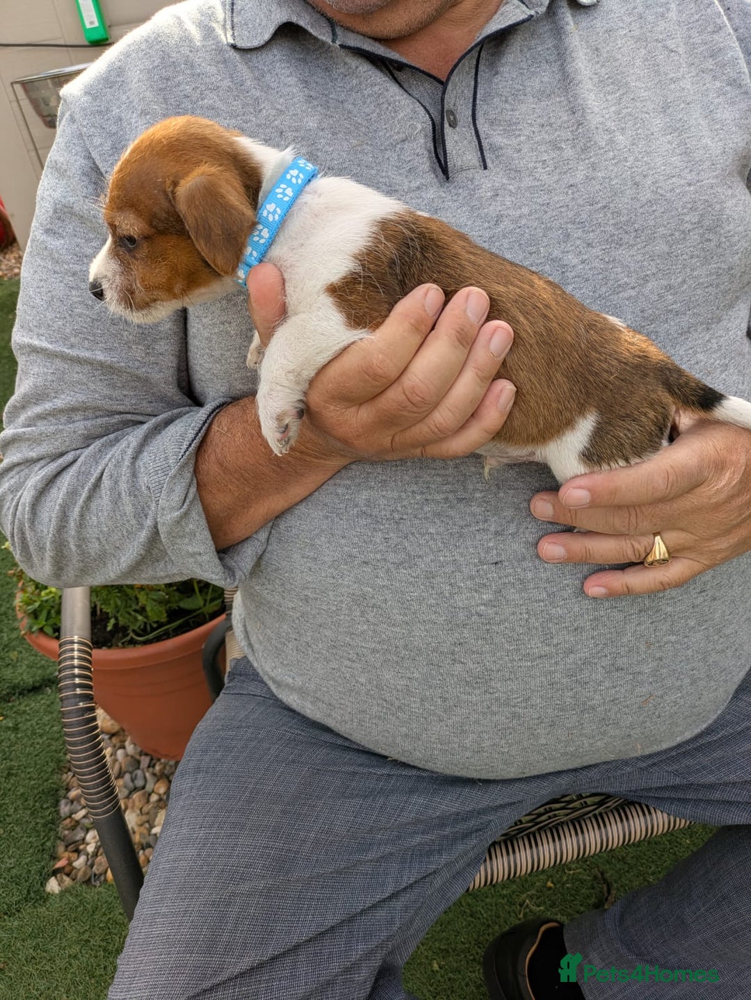 Jack Russell dogs for sale: Jack Russel puppies  - Image 9