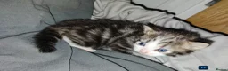 Mixed Breed cats for sale: mixed munchkins  - Advert 8