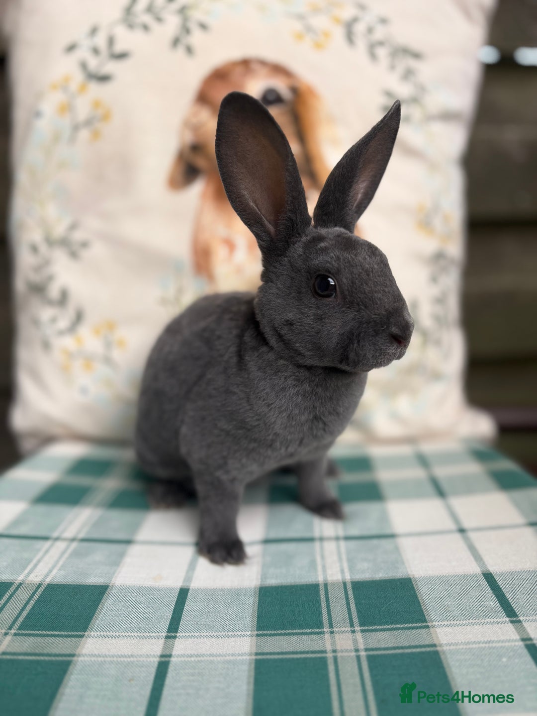 Rex rabbits for sale: Gorgeous mini Rex rabbits  - Image 5
