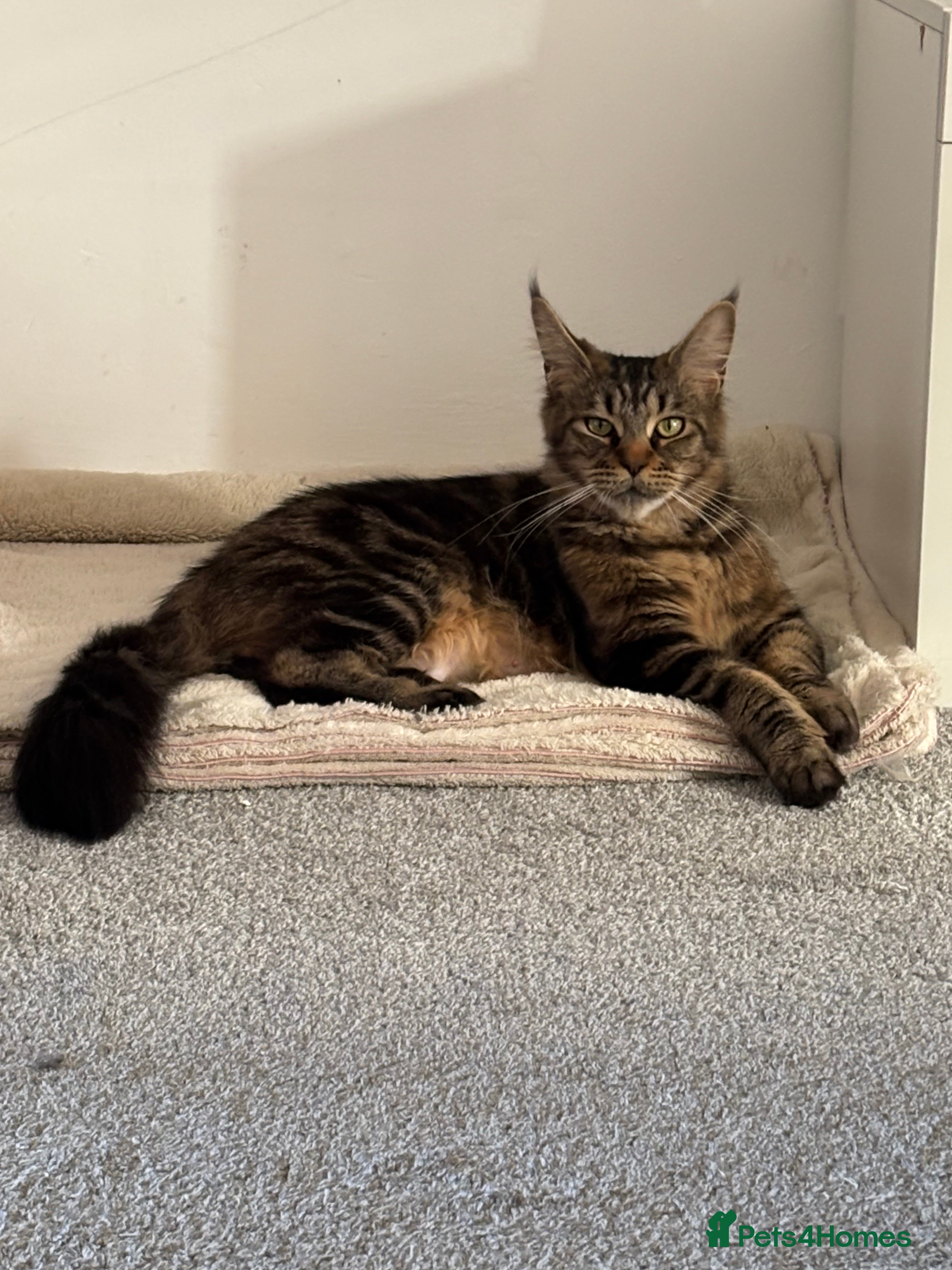 Maine Coon cats Stunning examples of the main coon  - Advert 4