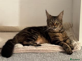 Maine Coon cats Stunning examples of the main coon - Advert 2