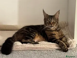 Maine Coon cats Stunning examples of the main coon - Advert 6