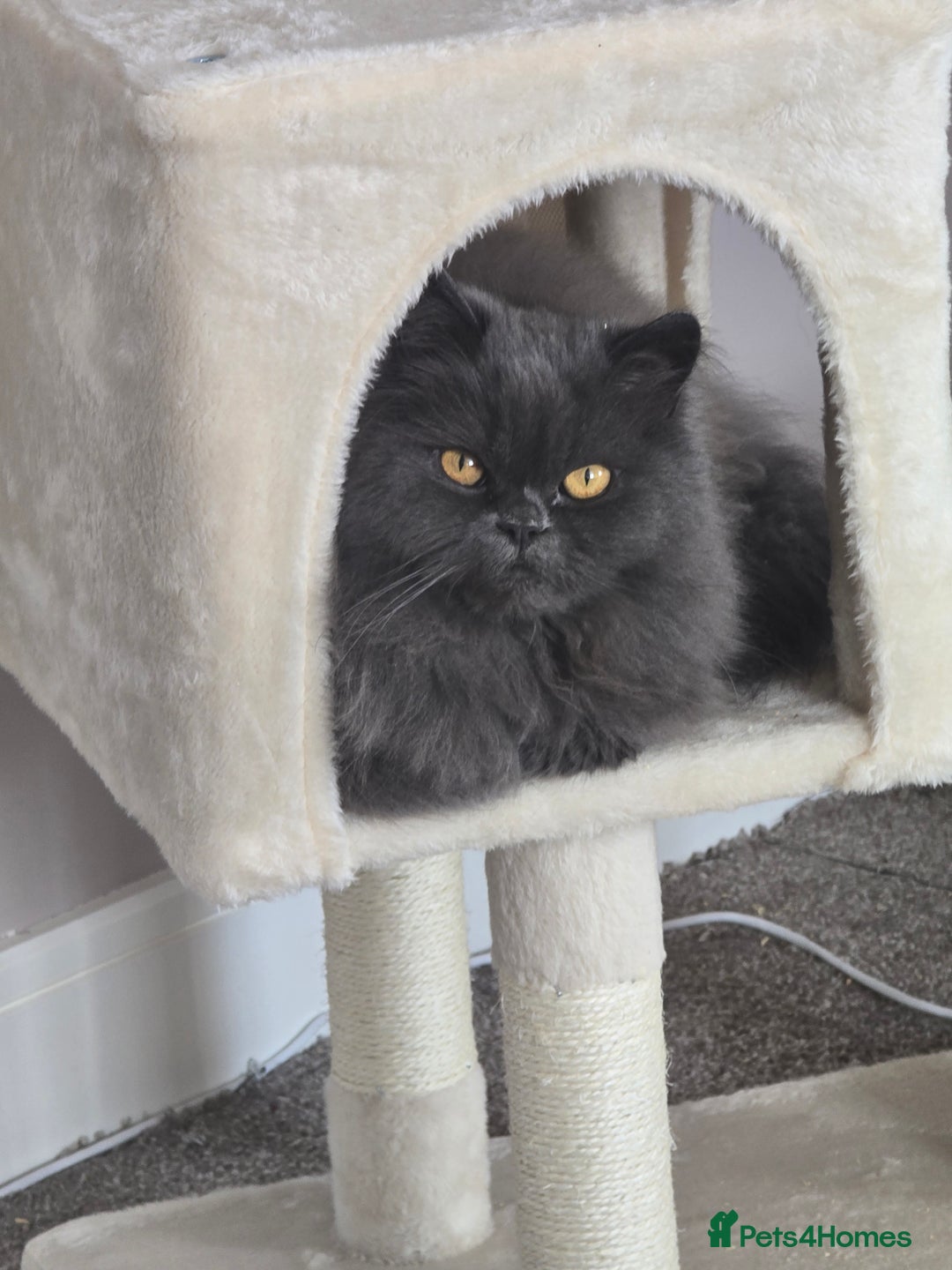 Persian cats for sale: Male Persian  - Advert 1