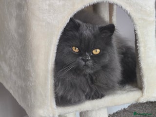 Persian cats Male Persian - Advert 1