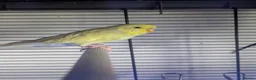 Budgerigars birds for sale: Three 8 month old budgies in Shipley - Advert 13
