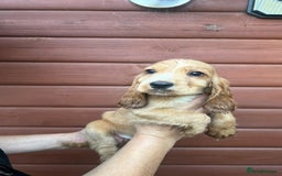 Cocker Spaniel dogs for sale: Show type Cocker Spaniels Fully vaccinated  - Image 7