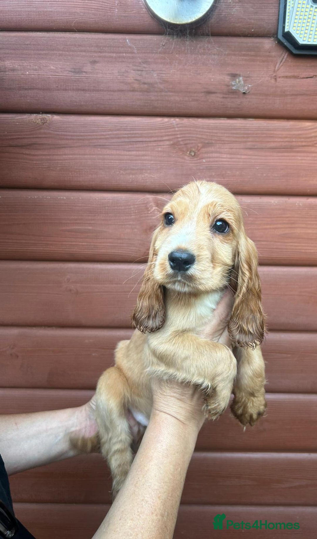 Cocker Spaniel dogs for sale: Show type Cocker Spaniels Fully vaccinated  - Image 7