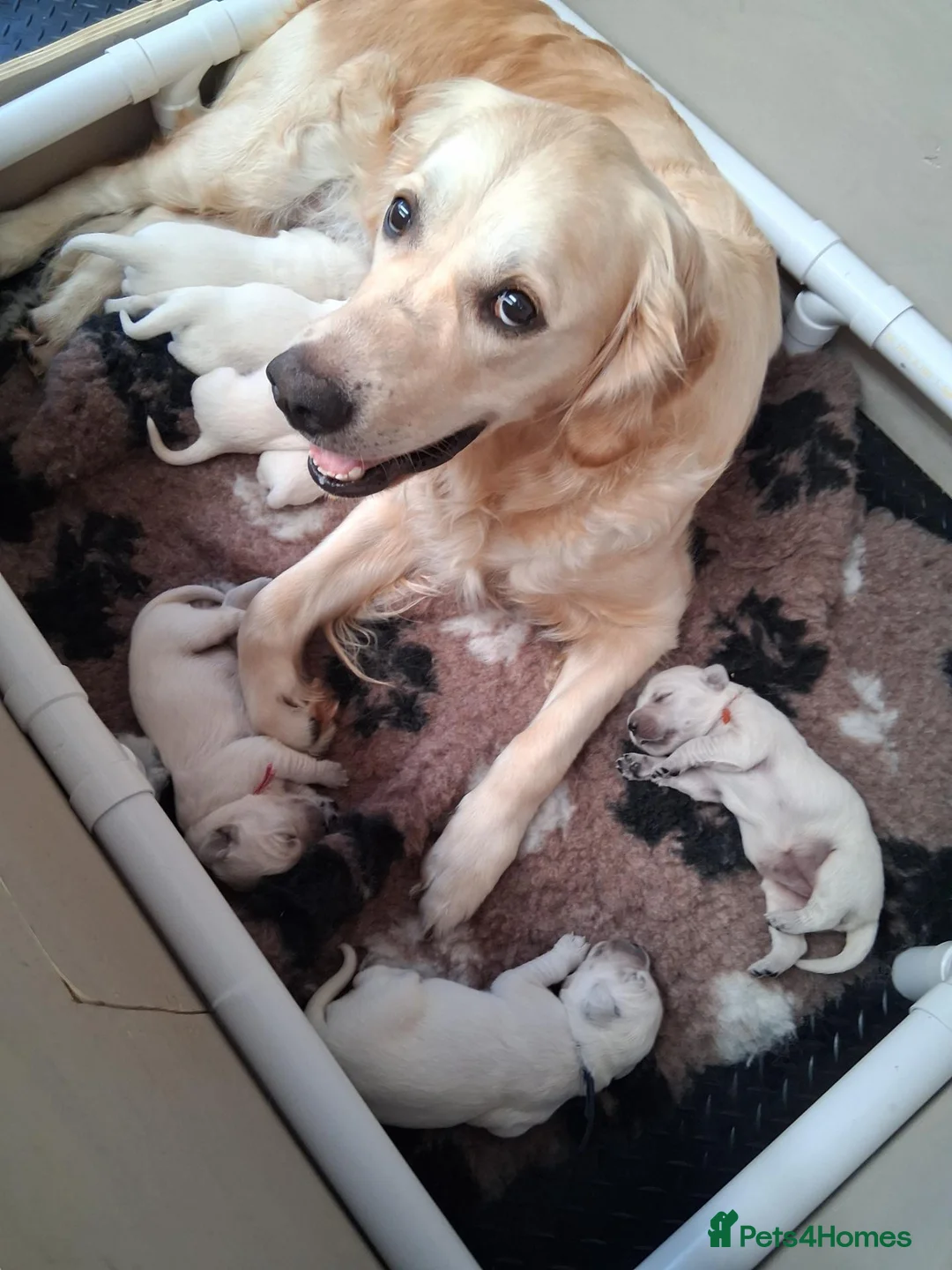 Golden Retriever dogs for sale: OUR BEAUTIFUL LITTLE GOLDEN GIRL  in Barnsley - Advert 9