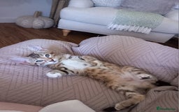 Bengal cats for sale: BENGAL Cross Kittens ♡ BLUE | READY NOW - Image 24