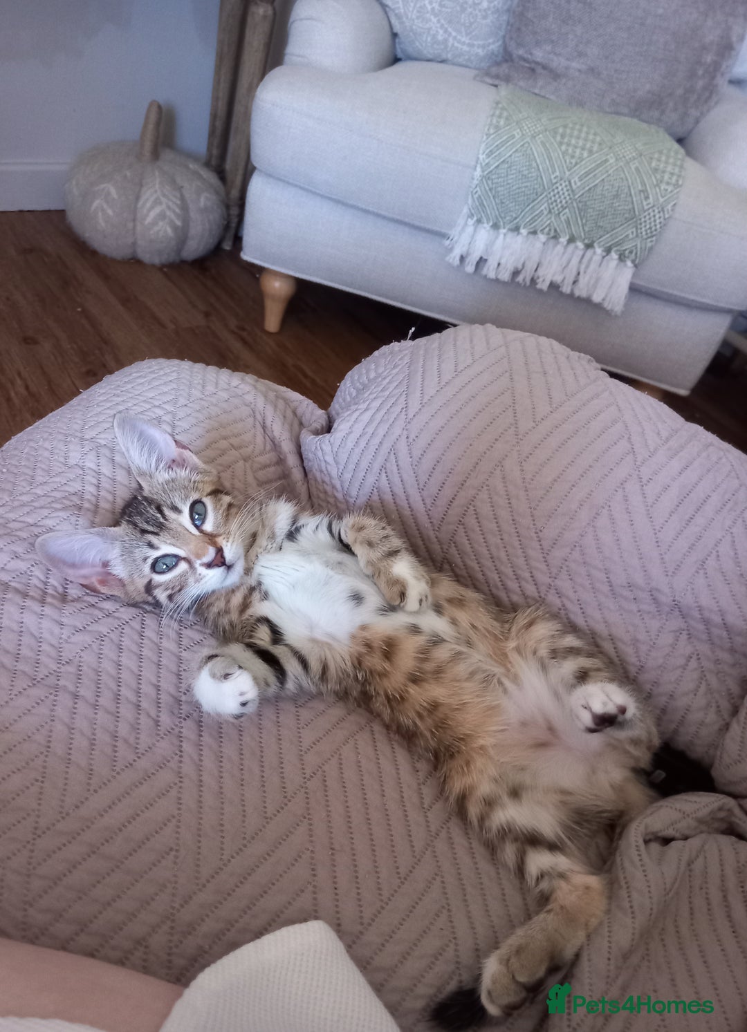 Bengal cats for sale: BENGAL Cross Kittens ♡ BLUE | READY NOW - Image 24