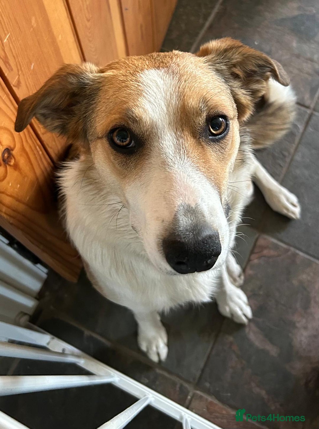Border Collie dogs for sale: Young border collie - Image 1