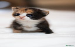 Mixed Breed cats for sale: Adorable kittens looking for a loving home - Image 1