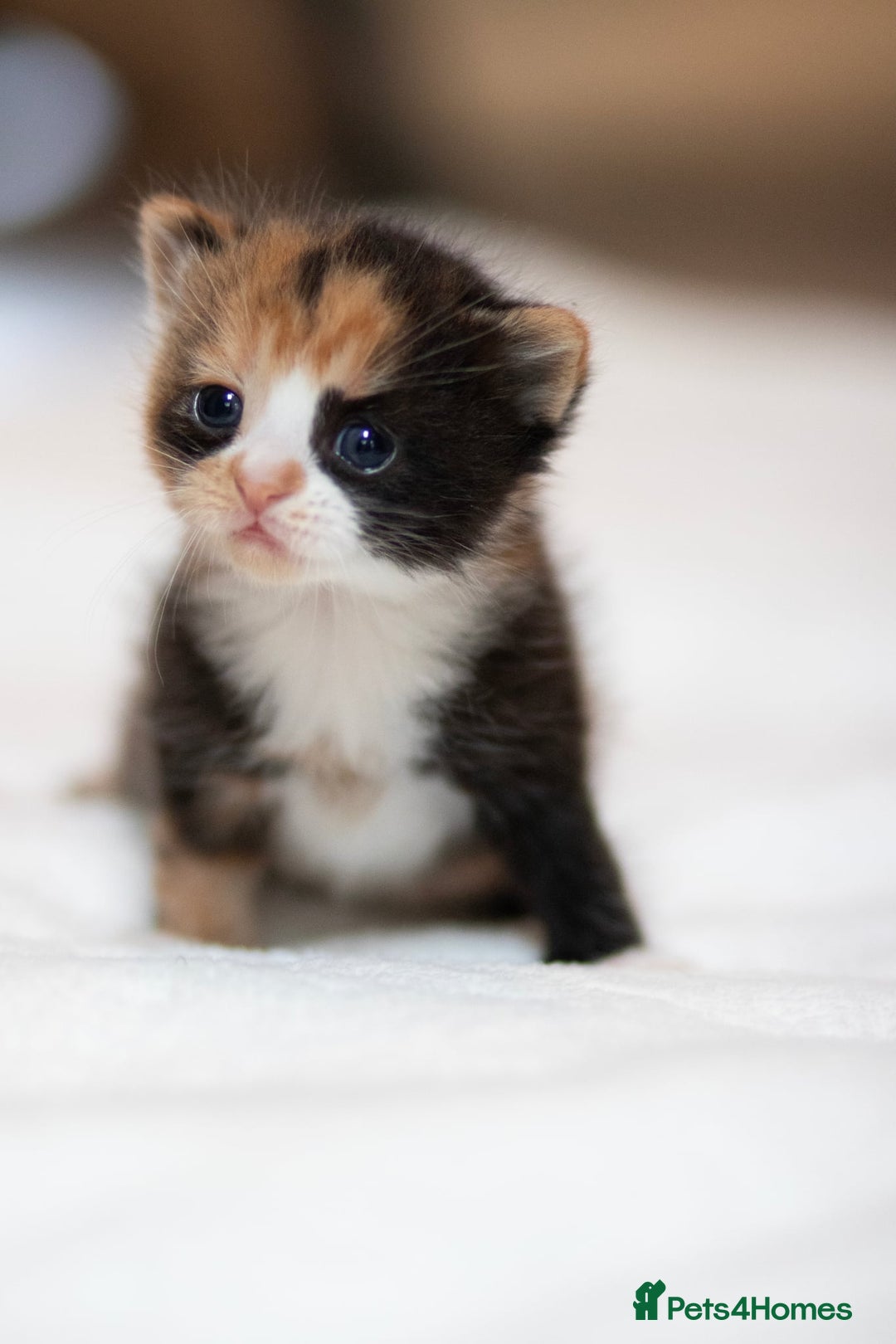 Mixed Breed cats for sale: Adorable kittens looking for a loving home - Image 1