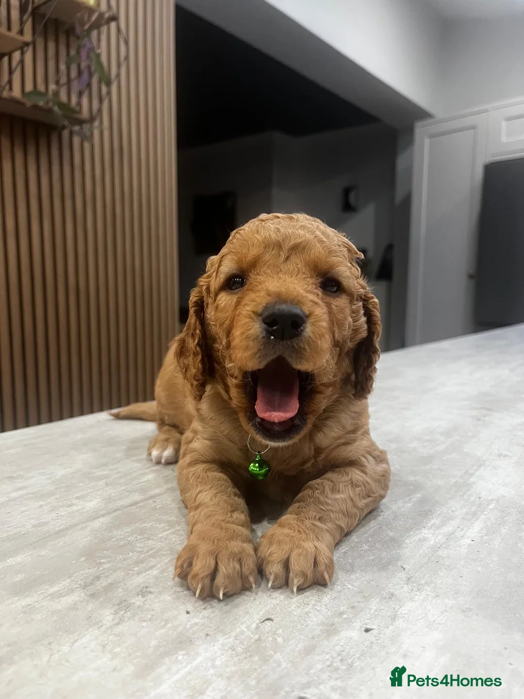 Cockapoo dogs for sale: Cockapoo puppies - Advert 14