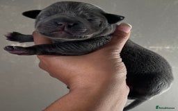Staffordshire Bull Terrier dogs for stud: SOLID BLUE PIRO x JOKER BLOODLINE in London - Image 8