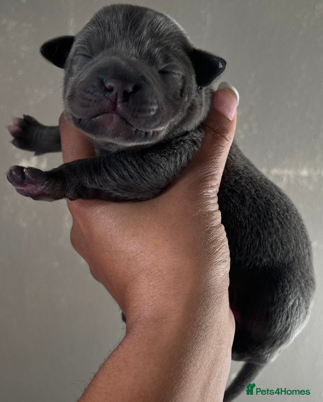 Staffordshire Bull Terrier dogs for stud: SOLID BLUE PIRO x JOKER BLOODLINE in London - Image 8