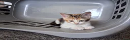 Mixed Breed cats for sale: Litter of 7 ready to leave - Advert 7