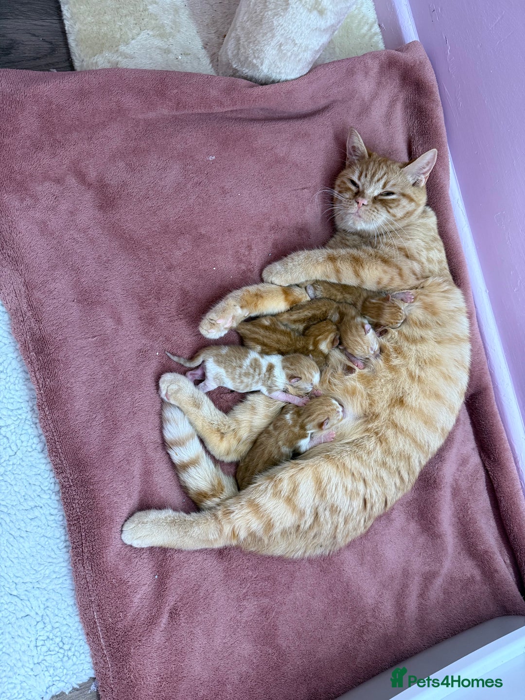Mixed Breed cats for sale: READ INFO, 8 beautiful ginger kittens. - Image 17