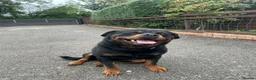 Rottweiler dogs for sale: Our Boy Mo Is Looking for His Forever Home - Advert 1
