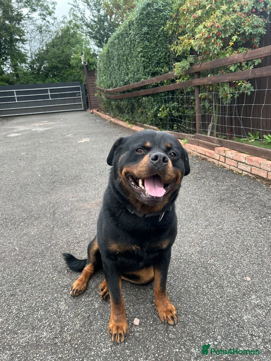 Rottweiler dogs for sale: Our Boy Mo Is Looking for His Forever Home - Advert 1