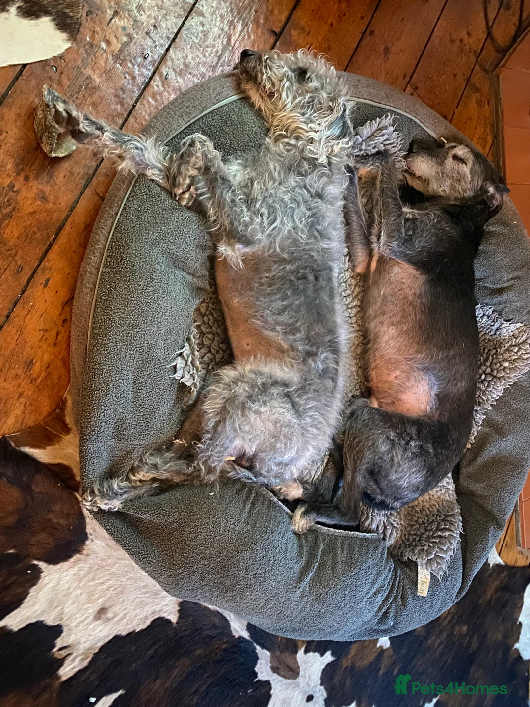 Bedlington Terrier dogs for stud: 3/4 Bedlington 1/4 Whippet Stunning boy for stud - Advert 11