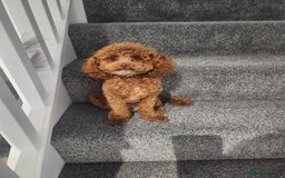 Toy Poodle dogs for stud: ✨ Toy Poodle 🐾  - Image 2