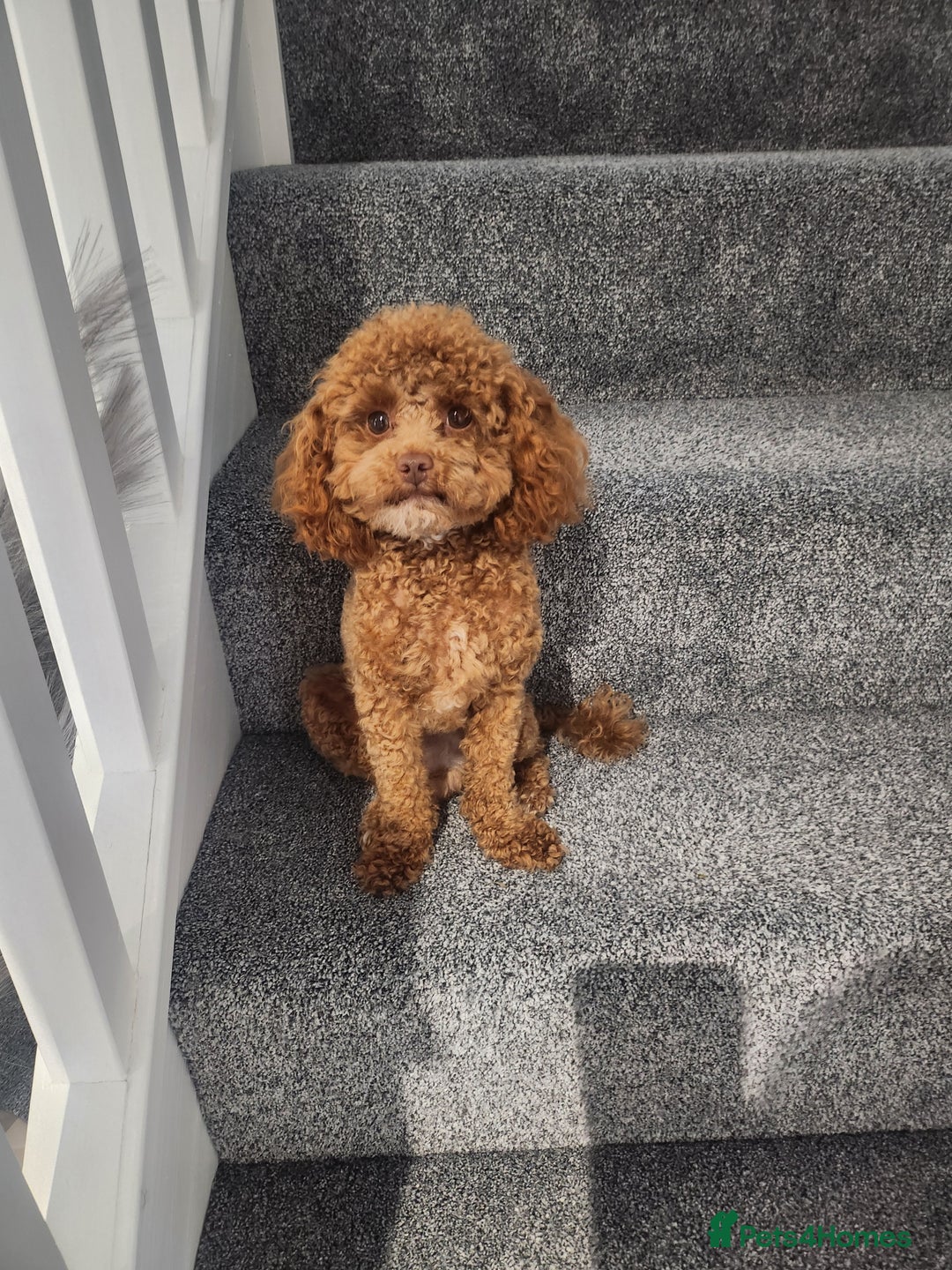 Toy Poodle dogs for stud: ✨ Toy Poodle 🐾  - Image 2