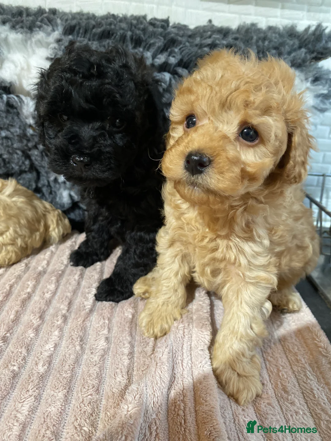 Toy Poodle dogs for sale: Toy Poodles KC Registered Health Tested Parents - Advert 27