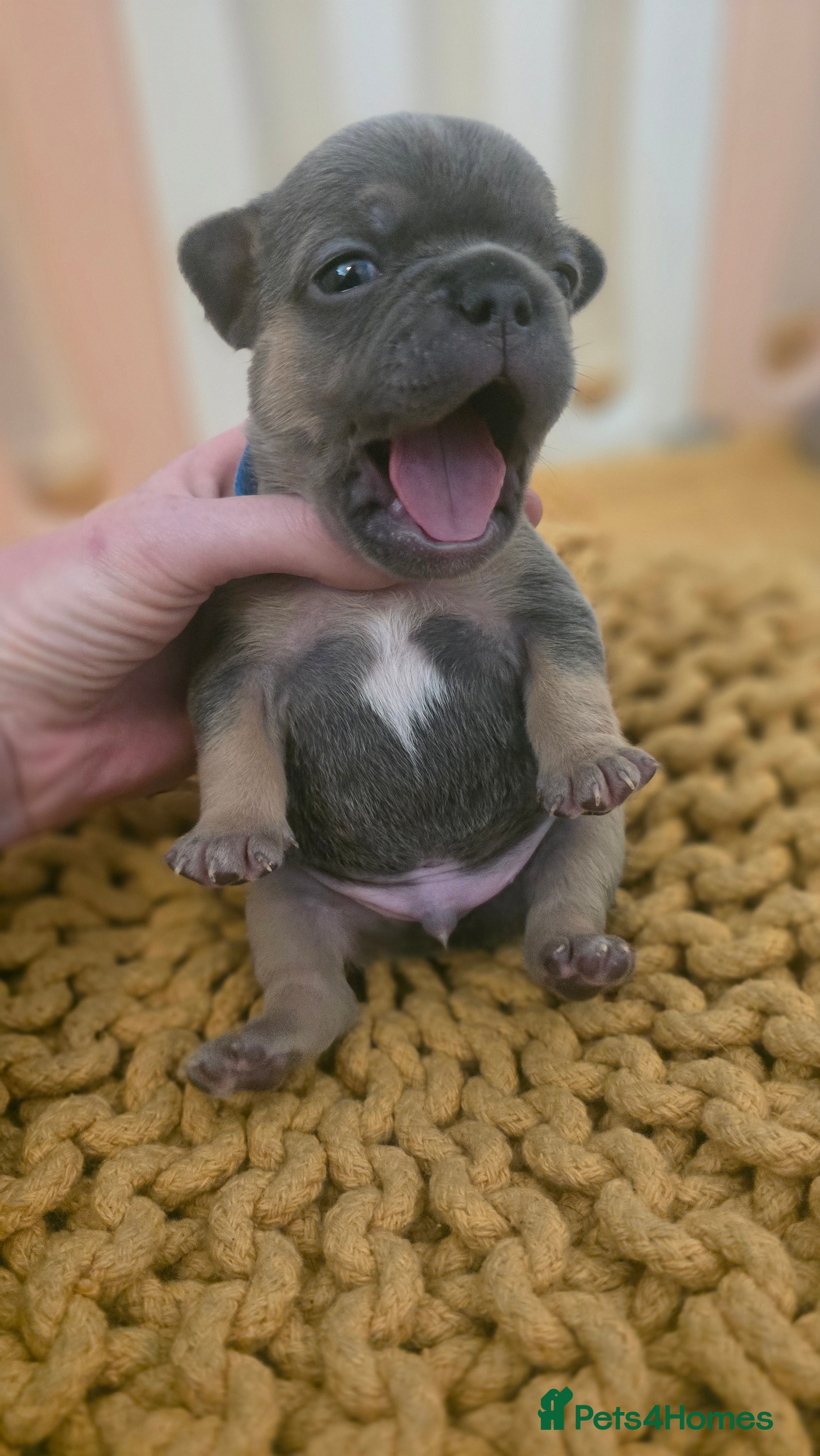 French Bulldog dogs Frenchie puppies  - Advert 18