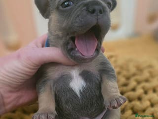 French Bulldog dogs Frenchie puppies - Advert 8
